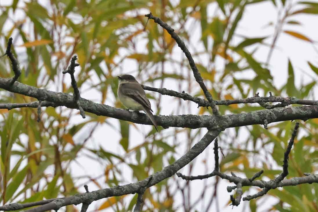 Eastern Phoebe - ML642385646
