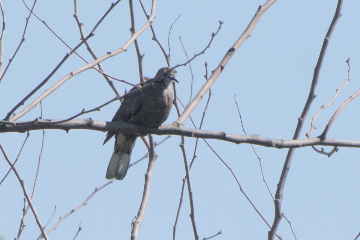 Ring-necked Dove - ML642385656