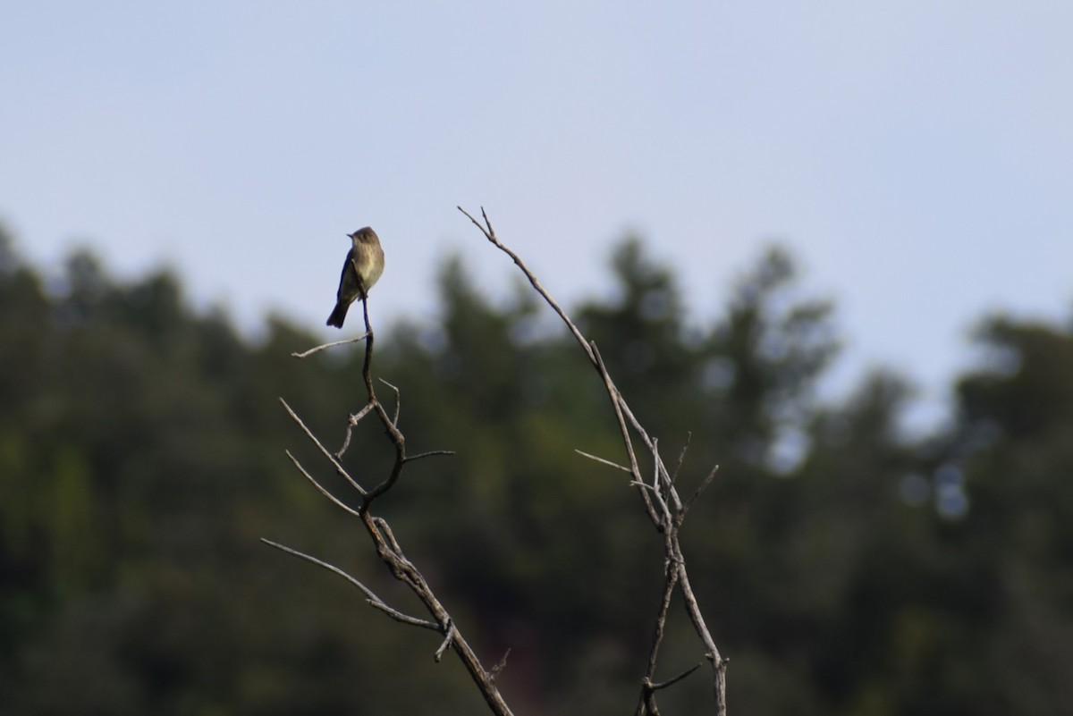 Western Wood-Pewee - ML642385659