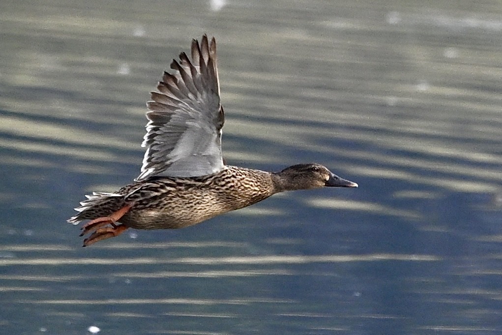 マガモ - ML642385661