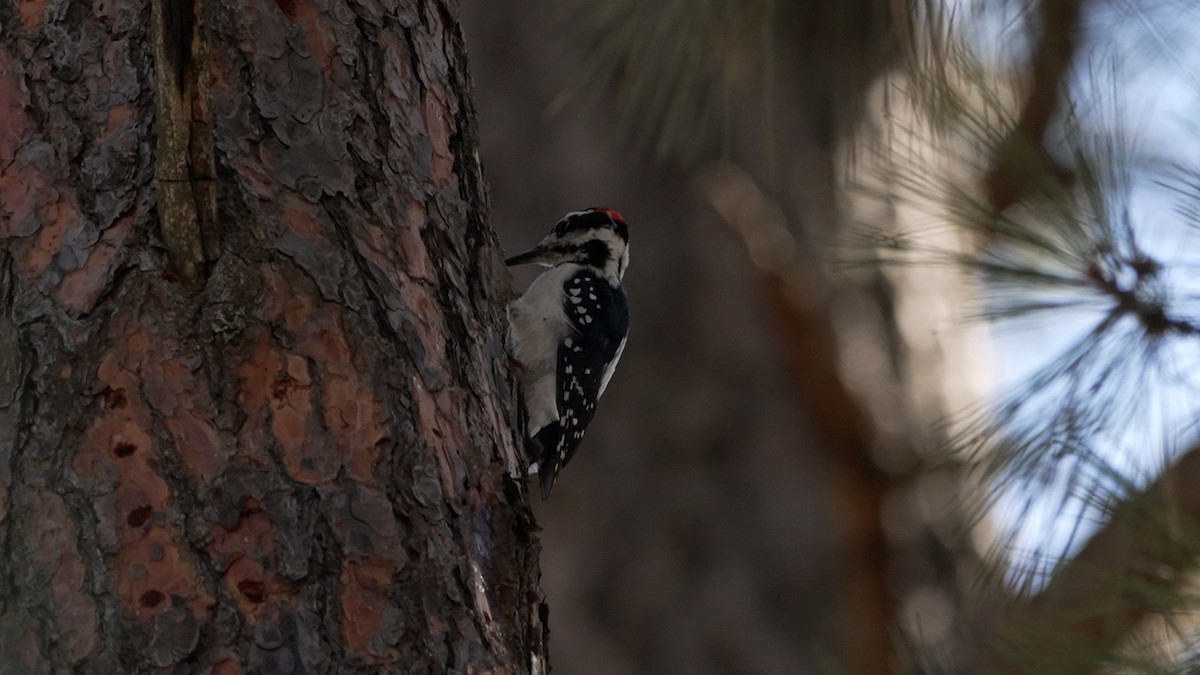 Hairy Woodpecker - ML642385670