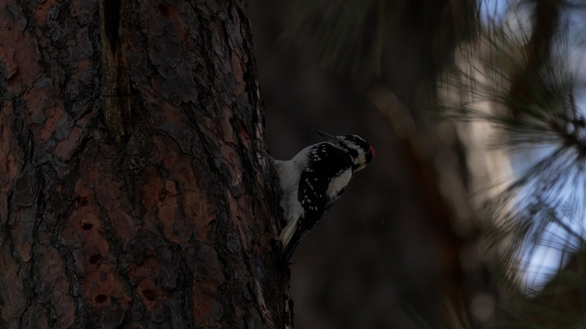 Hairy Woodpecker - ML642385671