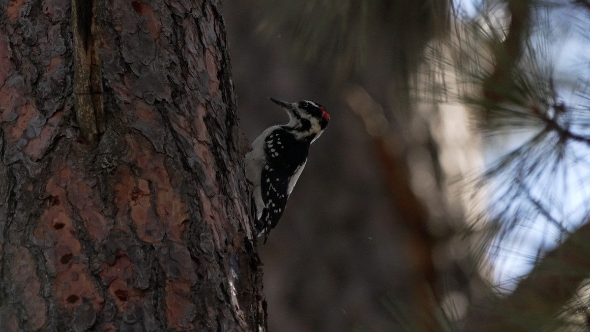 Hairy Woodpecker - ML642385672