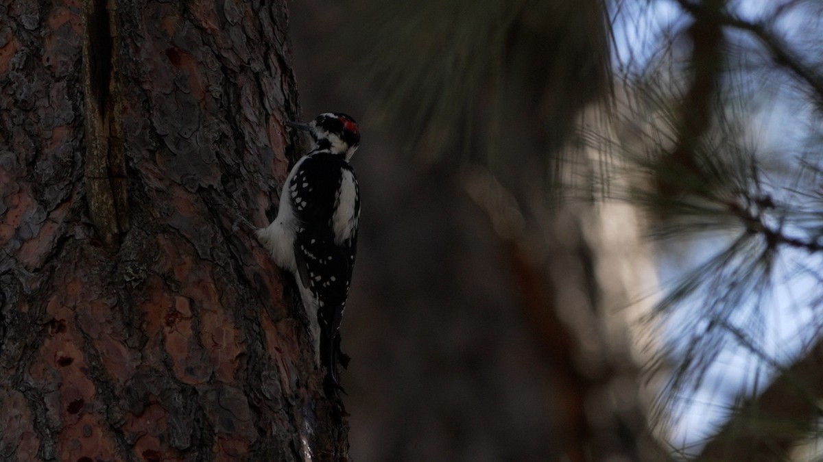 Hairy Woodpecker - ML642385673
