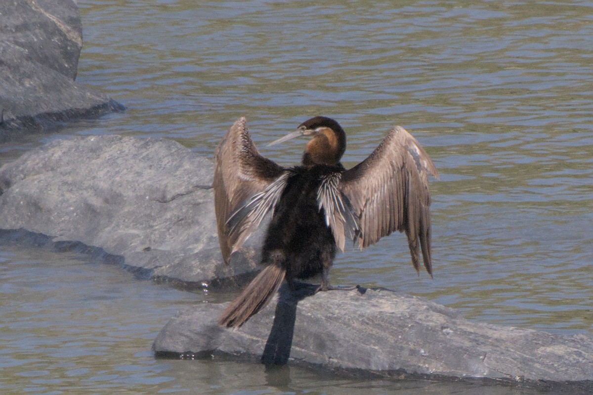 African Darter - ML642385686