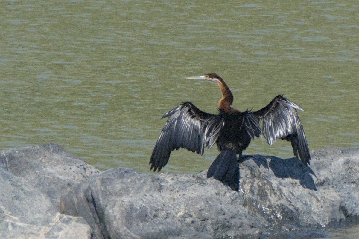 African Darter - ML642385687