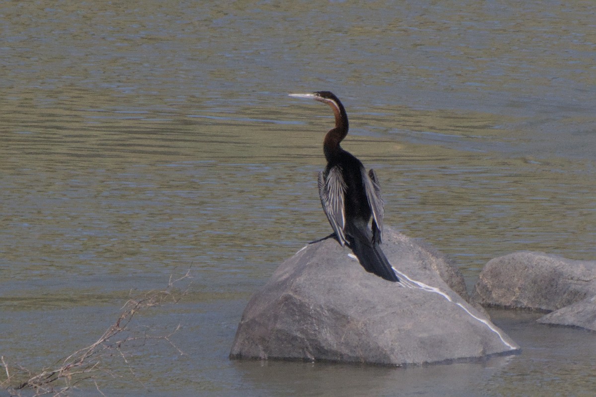 African Darter - ML642385688