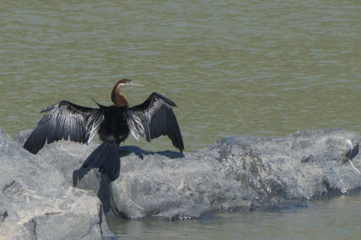 African Darter - ML642385689
