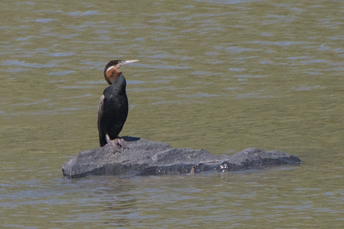 African Darter - ML642385690