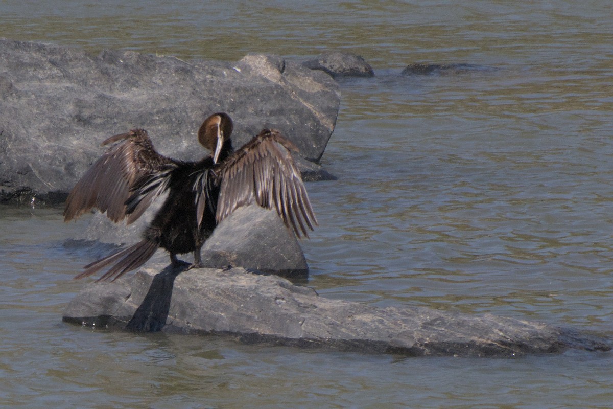 African Darter - ML642385691