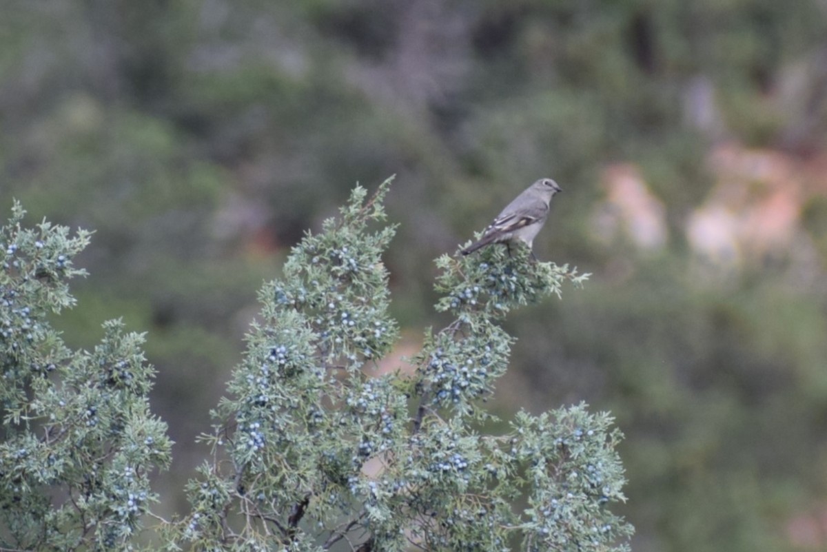 Townsend's Solitaire - ML642385701