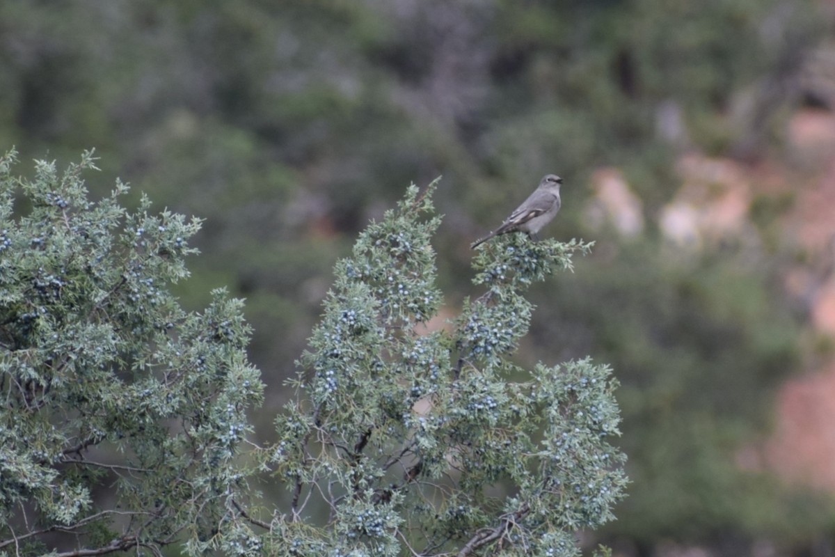 Townsend's Solitaire - ML642385702