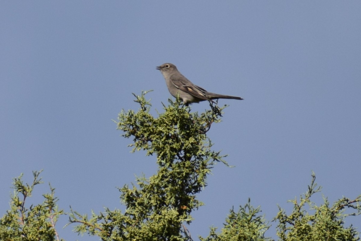 Townsend's Solitaire - ML642385703