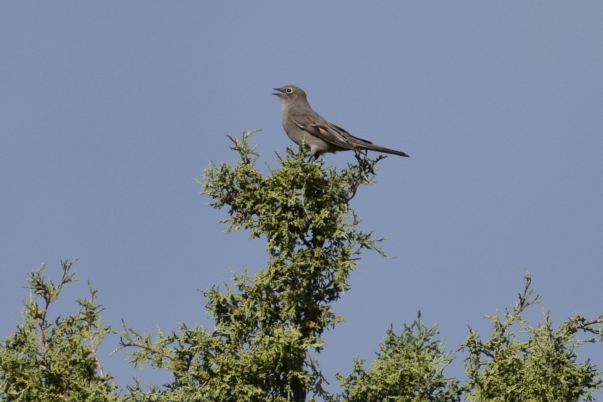 Townsend's Solitaire - ML642385704