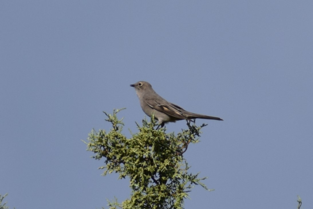 Townsend's Solitaire - ML642385705
