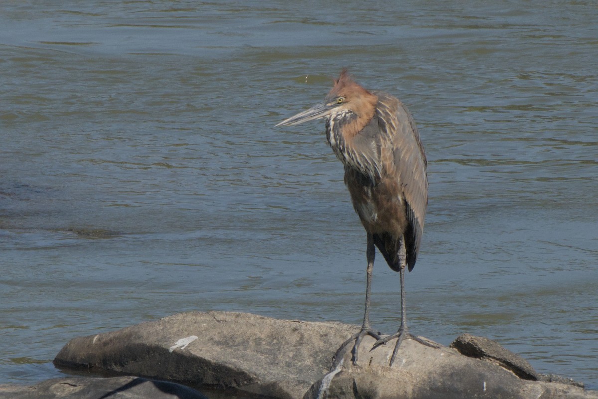 Goliath Heron - ML642385722