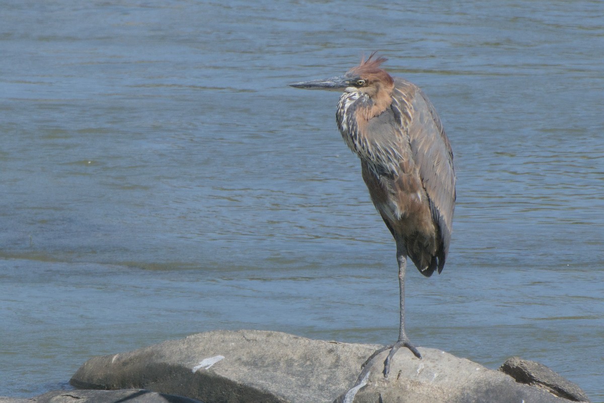 Goliath Heron - ML642385723