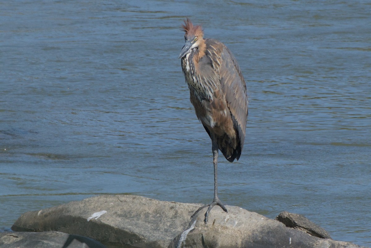 Goliath Heron - ML642385724