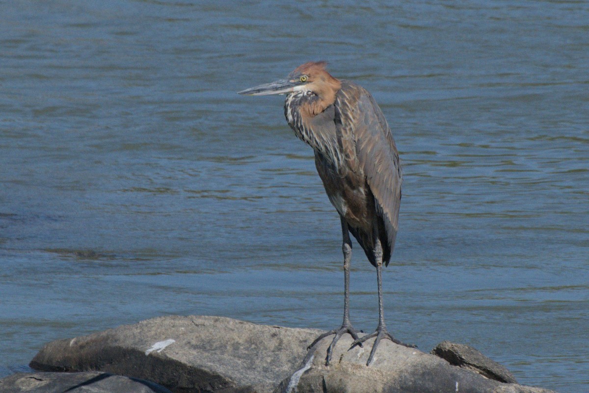 Goliath Heron - ML642385725