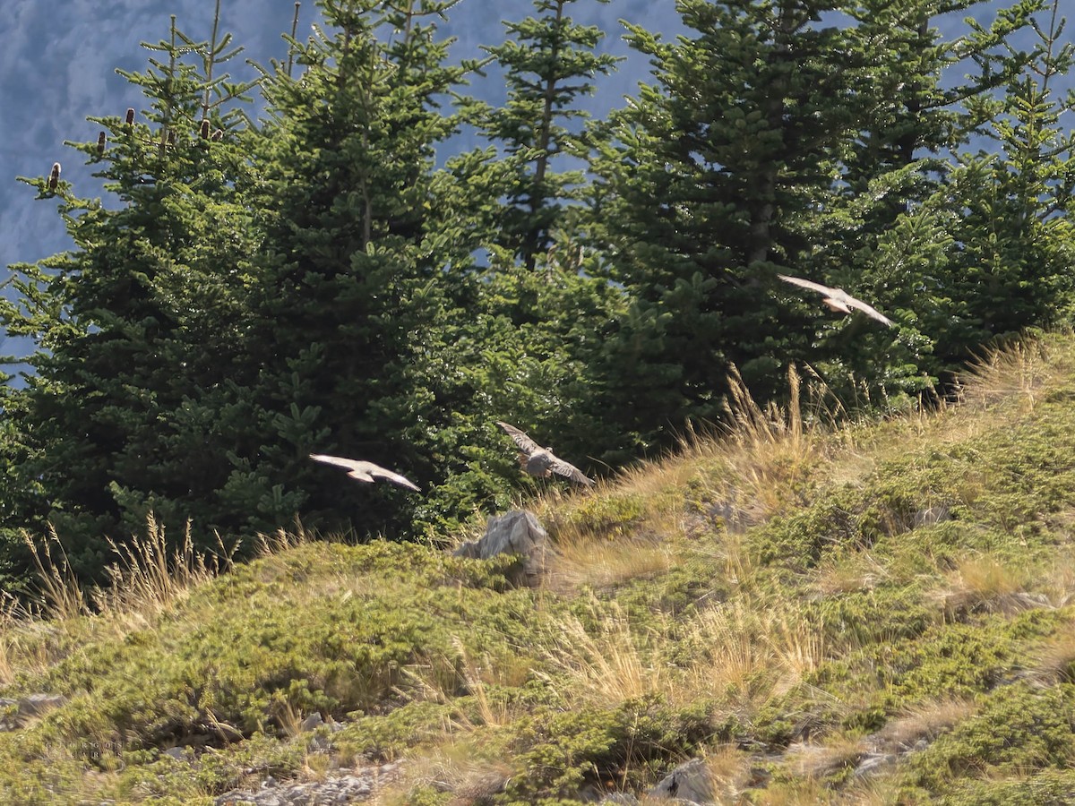 Rock Partridge - ML642385736