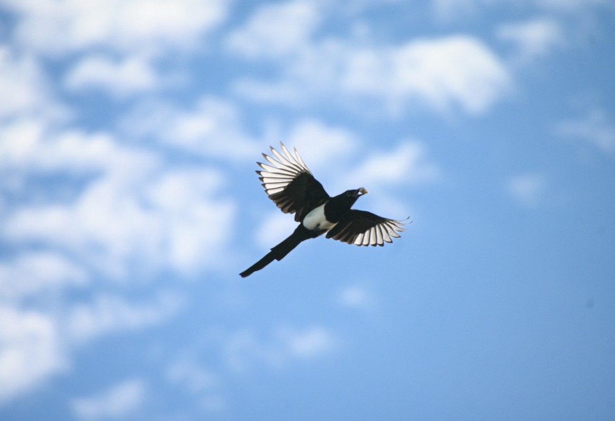 skjære - ML642385739