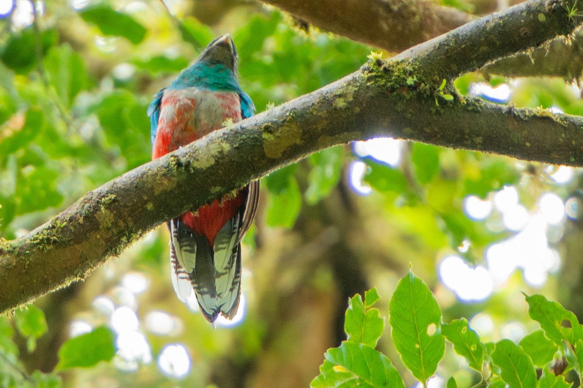 Quetzal Guatemalteco - ML642385743