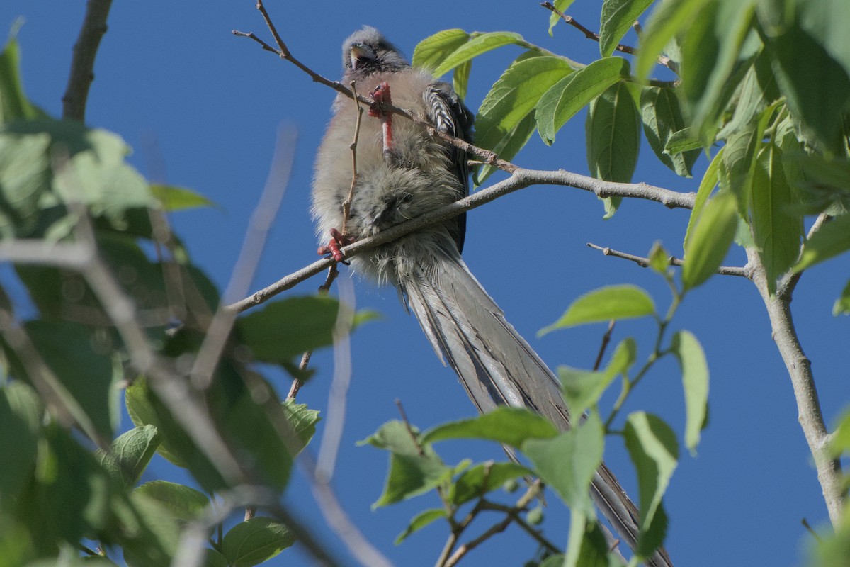 White-backed Mousebird - ML642385744