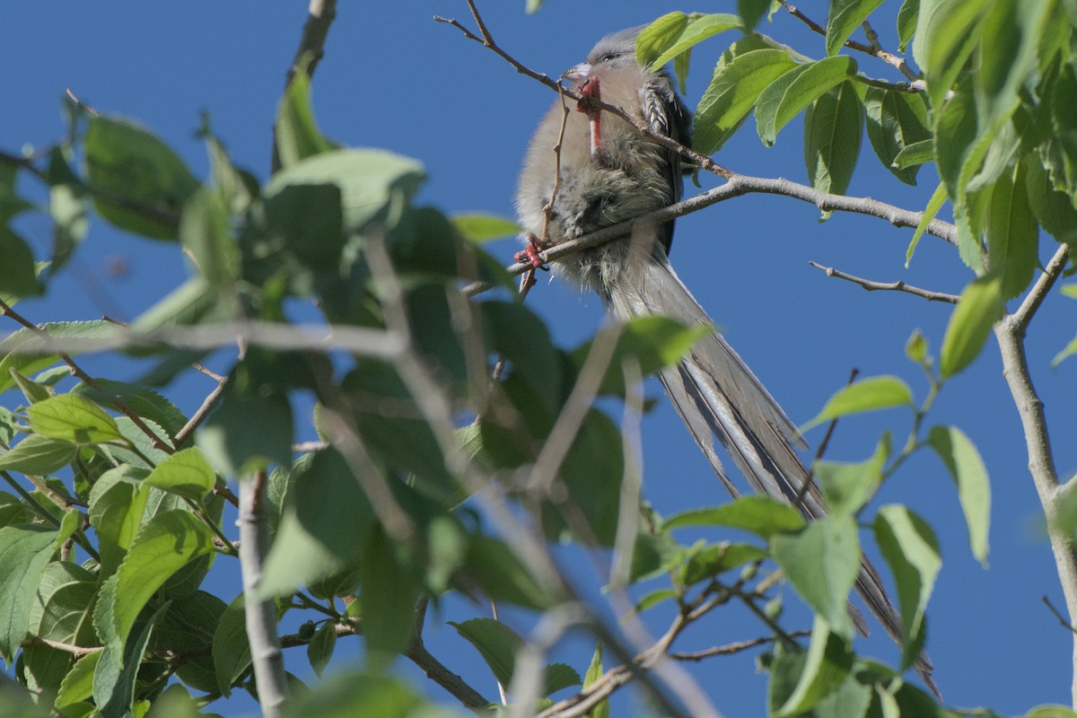 White-backed Mousebird - ML642385745