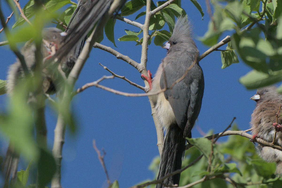 White-backed Mousebird - ML642385746