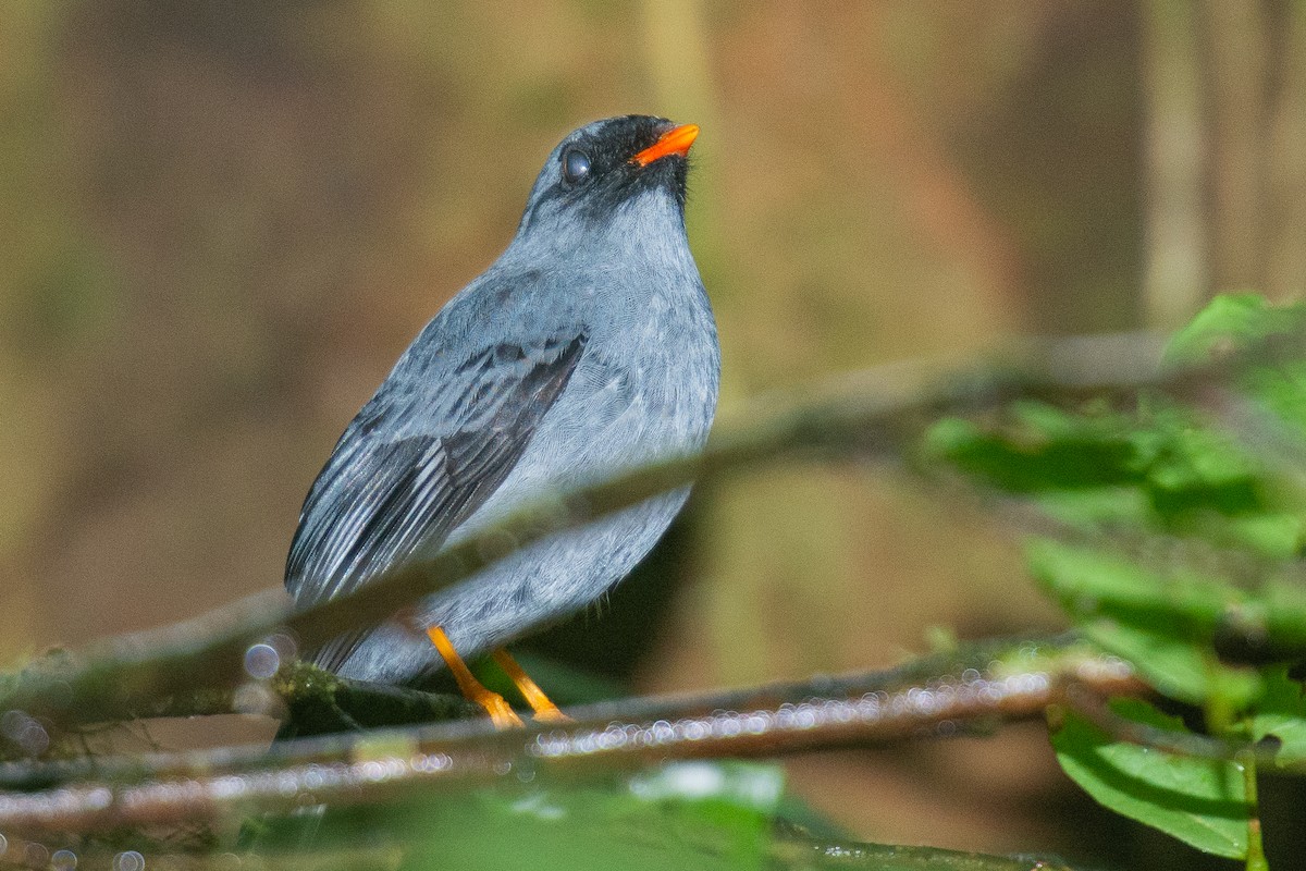 Solitario Carinegro - ML642385753