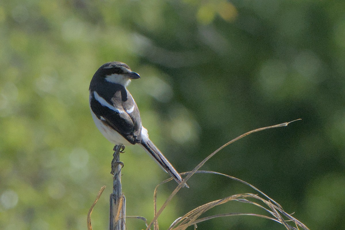 Southern Fiscal - ML642385768