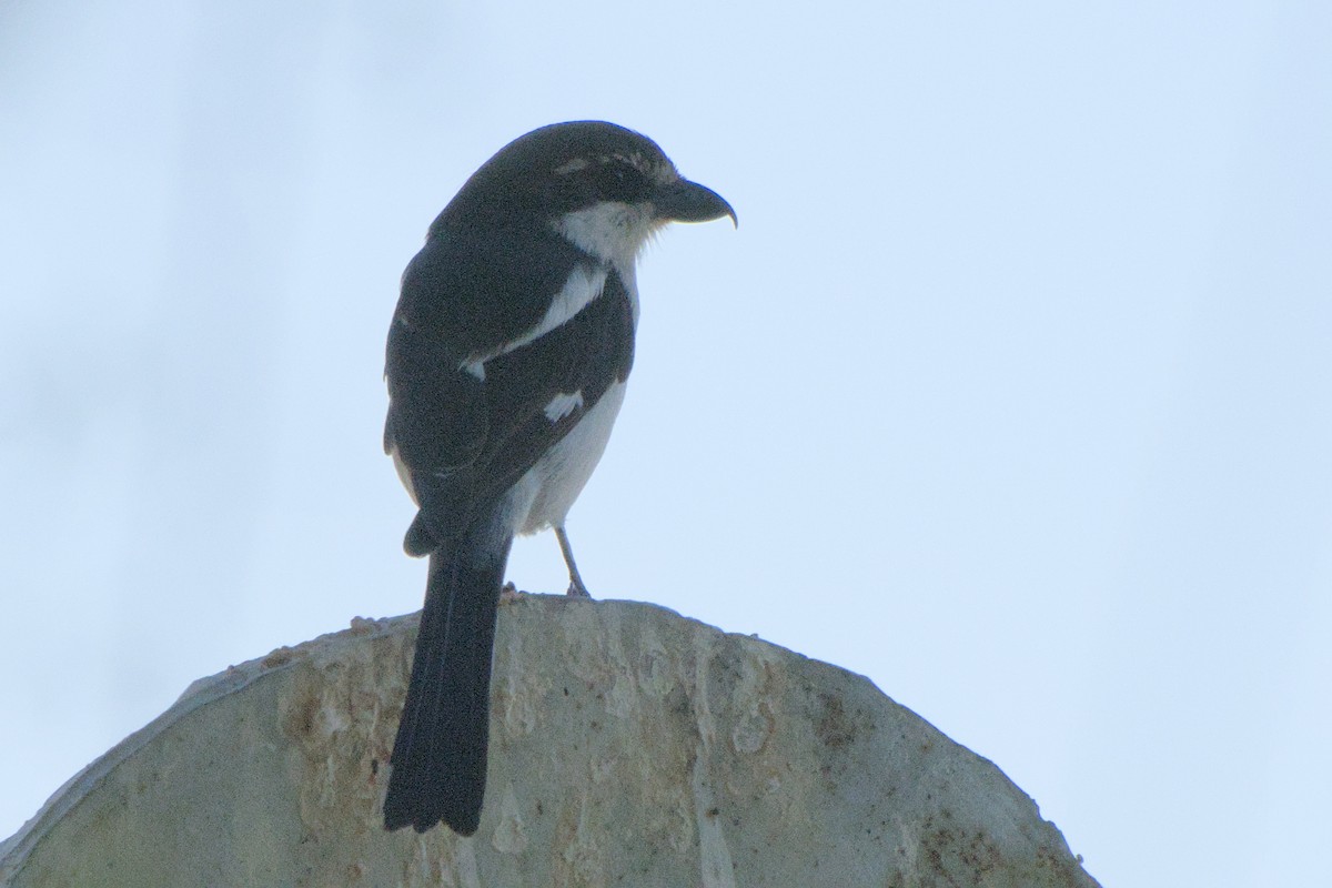 Southern Fiscal - ML642385769