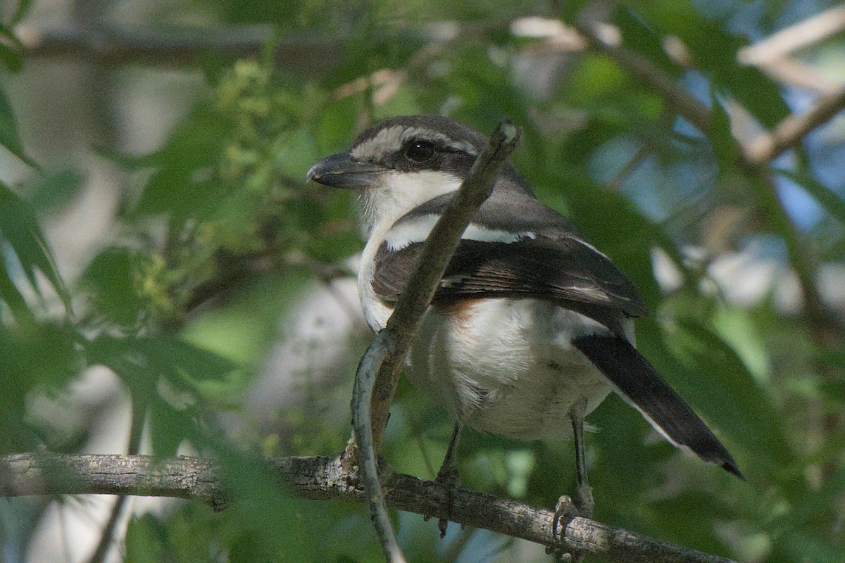 Southern Fiscal - ML642385770