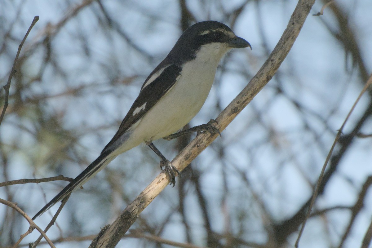 Southern Fiscal - ML642385771