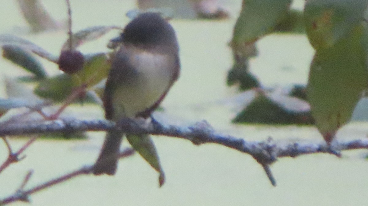 Eastern Phoebe - ML642385783