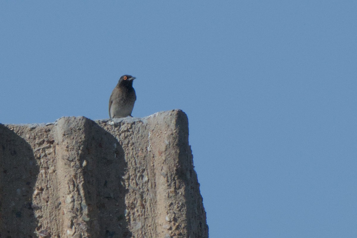 Black-fronted Bulbul - ML642385785