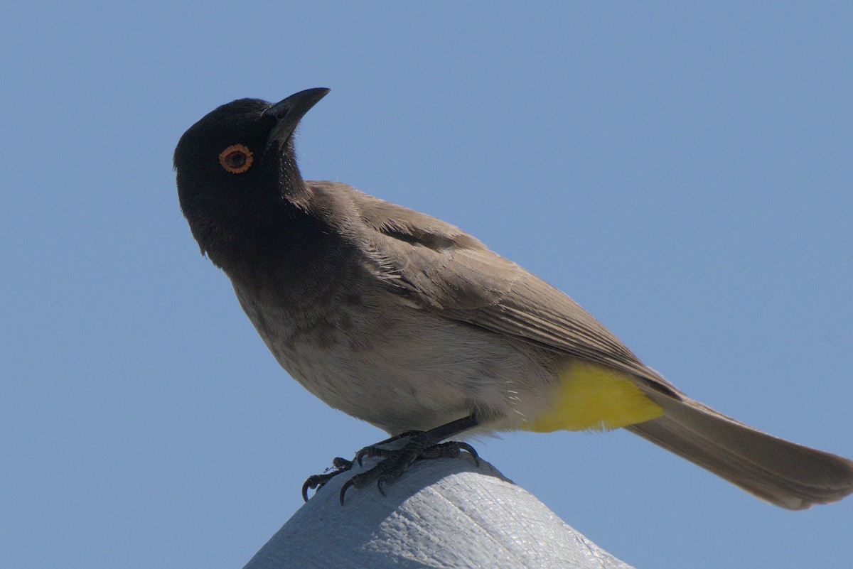 Black-fronted Bulbul - ML642385786
