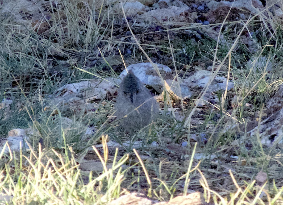 Juniper Titmouse - ML642385789