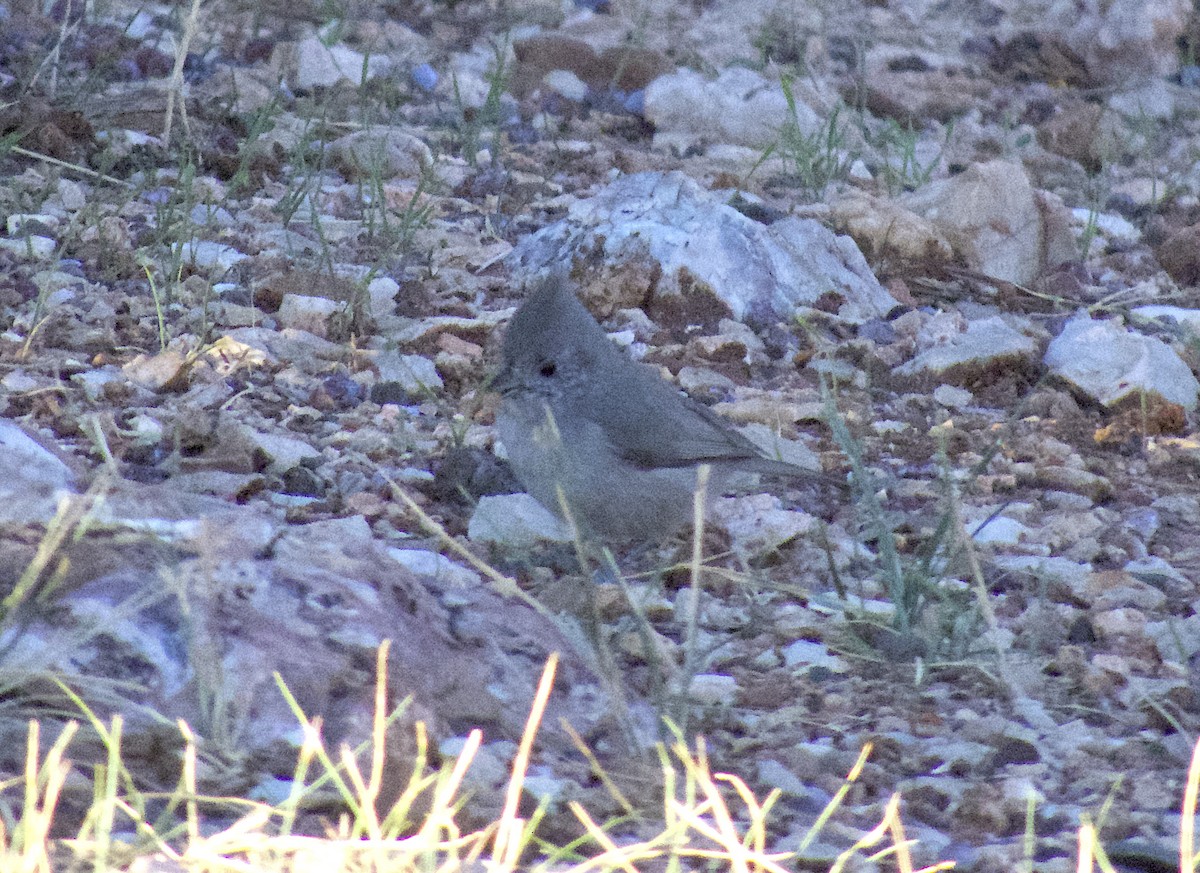 Juniper Titmouse - ML642385790
