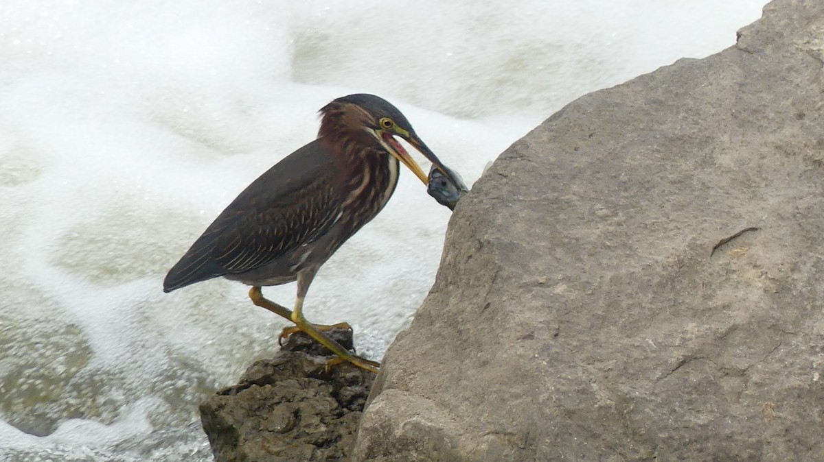 Green Heron - ML642385802