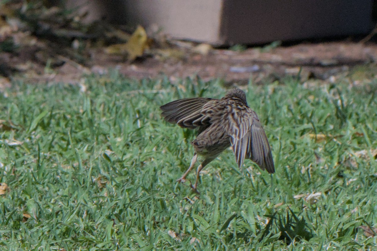 Southern Red Bishop - ML642385803