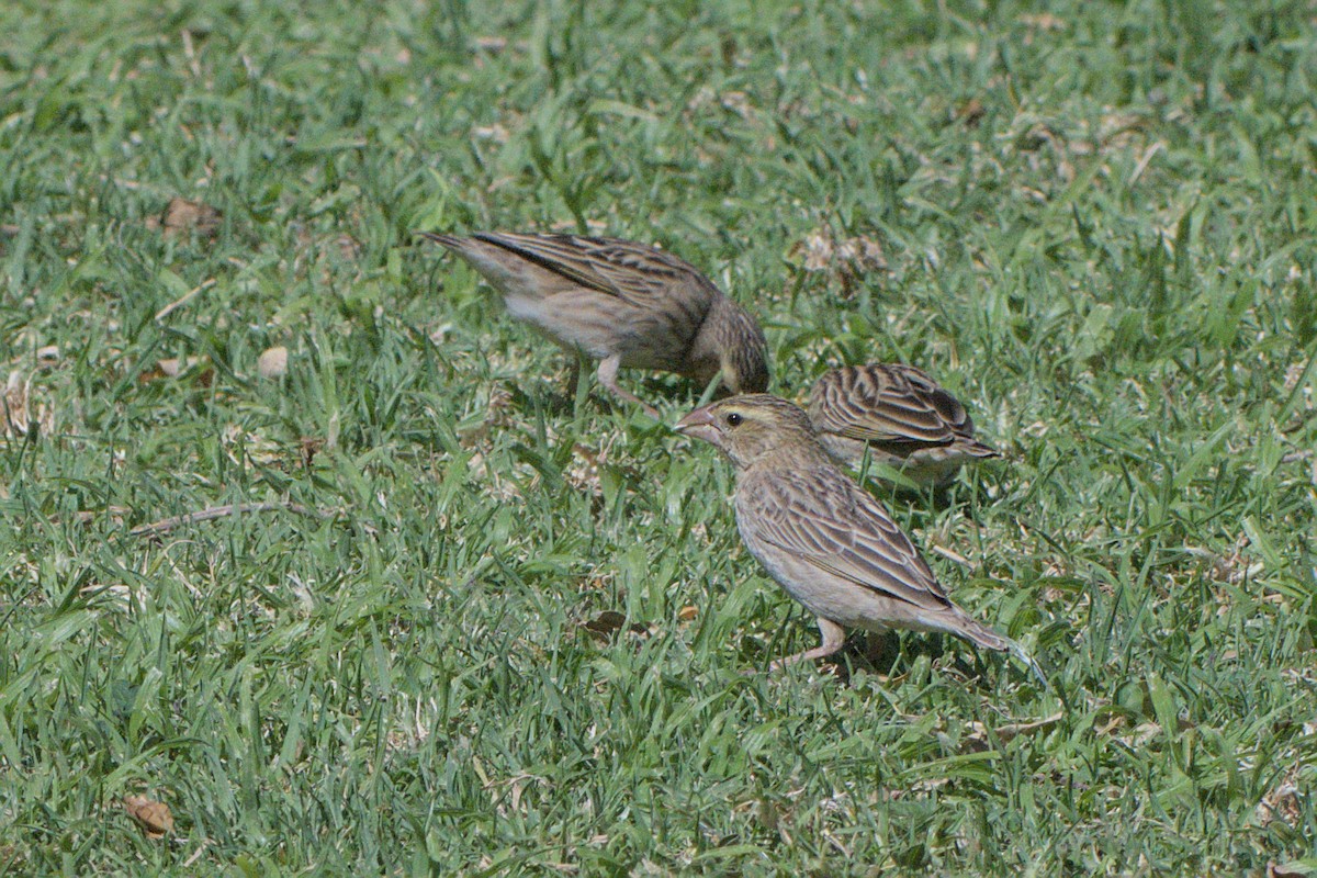 Southern Red Bishop - ML642385804