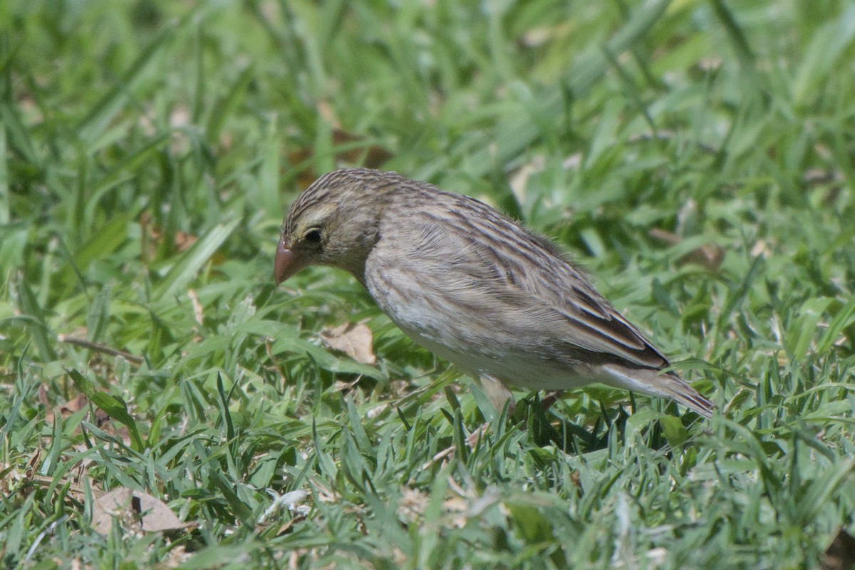 Southern Red Bishop - ML642385805