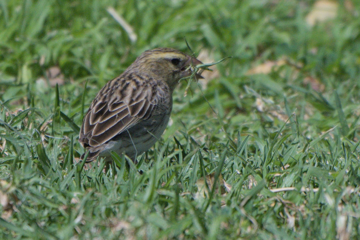 Southern Red Bishop - ML642385806
