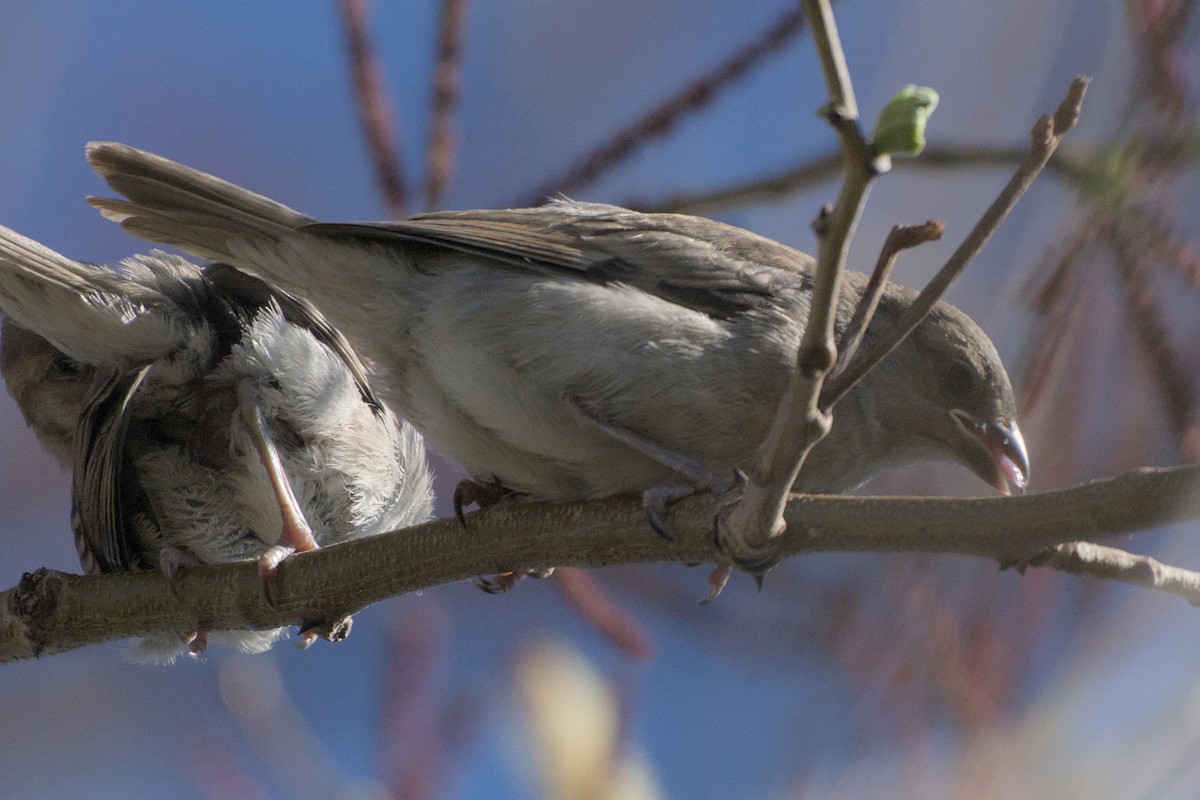House Sparrow - ML642385827