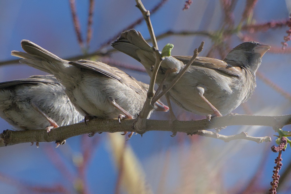 House Sparrow - ML642385828