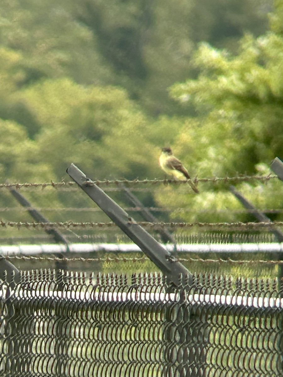 Eastern Phoebe - ML642385831