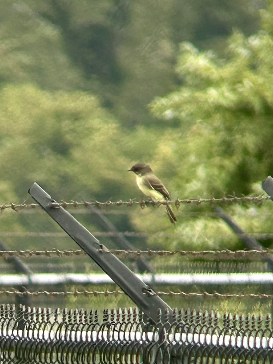 Eastern Phoebe - ML642385832