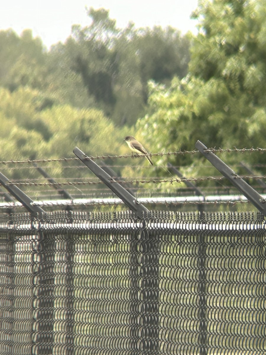 Eastern Phoebe - ML642385833