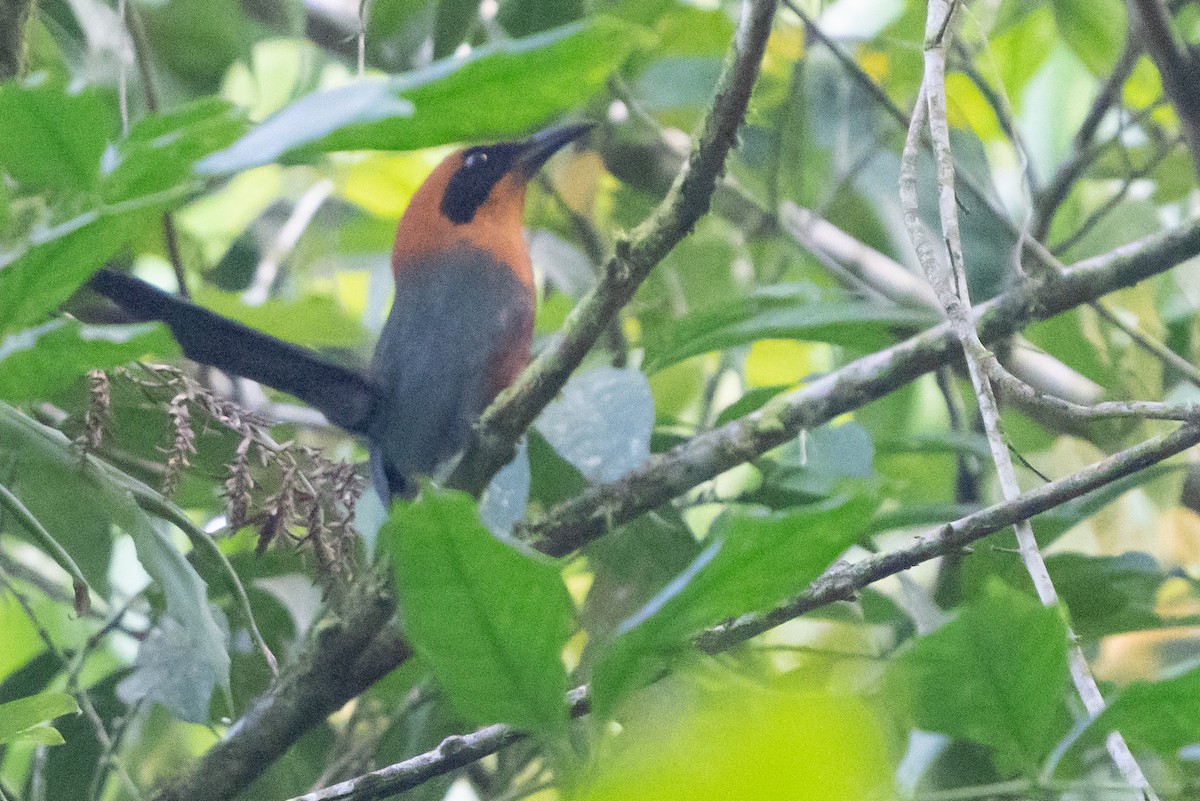 kanelmotmot - ML642385836